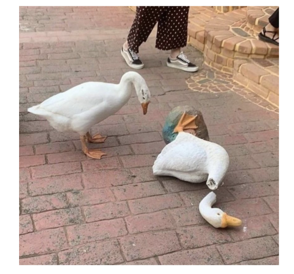 77aa1076321c91444b383ba8ec3c4f73_1761282643_8646.png