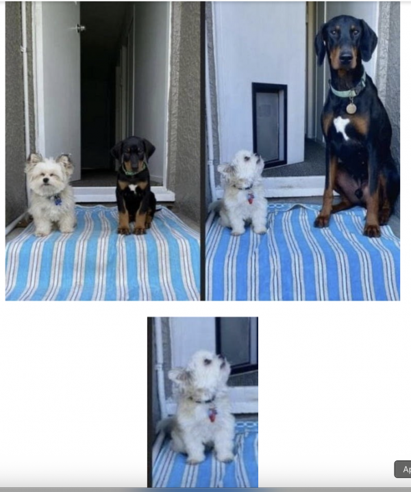 b150c7463b68ead8d6bd4bb935ea92b9_1770362092_6405.png
