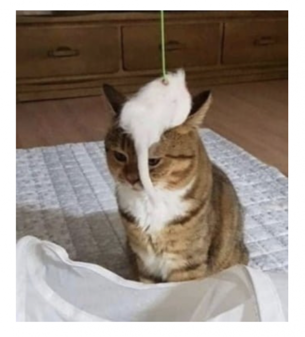 351e8e3f52776c7c27e59d9d626e1c21_1773714289_1352.png